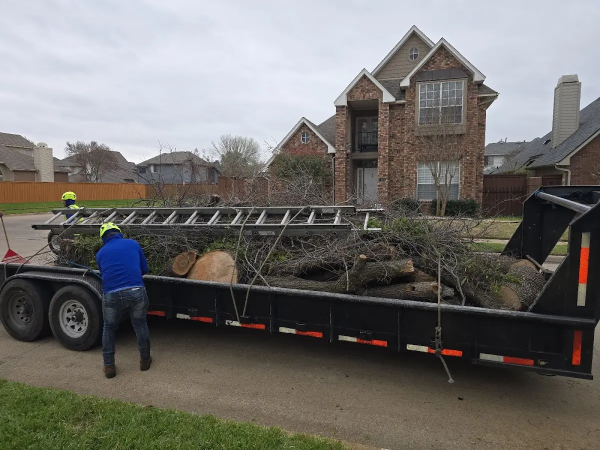 Expert Tree Pest Control with proper safety equipment in Adams